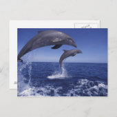 De Caraïben, Bottlenose dolfijnen Tursiops 12 Briefkaart (Voorkant / Achterkant)