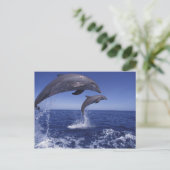 De Caraïben, Bottlenose dolfijnen Tursiops 12 Briefkaart (Staand voorkant)