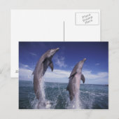 De Caraïben, Bottlenose dolfijnen Tursiops Briefkaart (Voorkant / Achterkant)