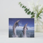 De Caraïben, Bottlenose dolfijnen Tursiops Briefkaart (Staand voorkant)