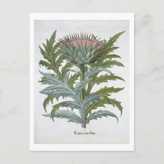 De Cardoon van de "Hortus Eystettensis" door Bas Briefkaart (Voorkant)