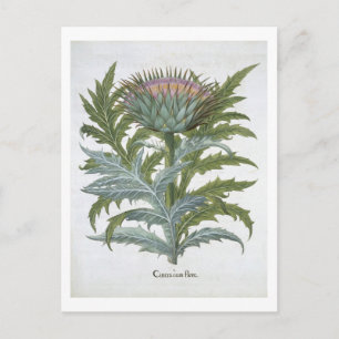 De Cardoon van de "Hortus Eystettensis" door Bas Briefkaart