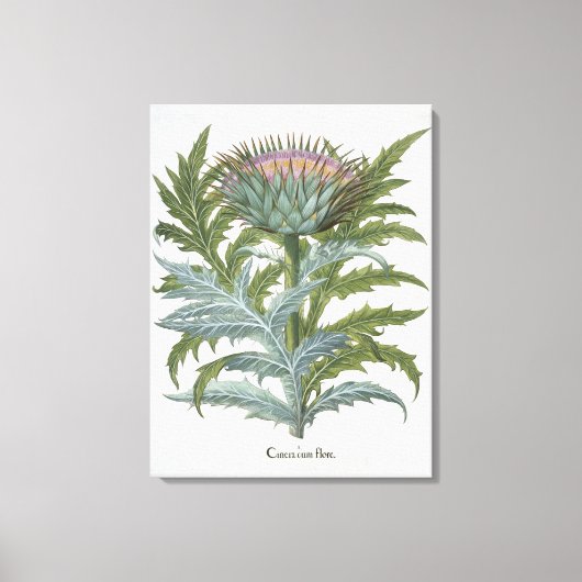De Cardoon van de "Hortus Eystettensis" door Bas Canvas Afdruk (Voorkant)