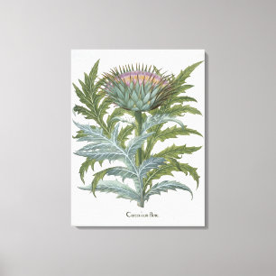 De Cardoon van de "Hortus Eystettensis" door Bas Canvas Afdruk