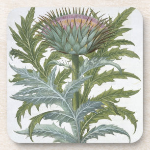 De Cardoon van de "Hortus Eystettensis" door Bas Drankjes Onderzetter