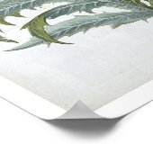 De Cardoon van de "Hortus Eystettensis" door Bas Poster (Hoek)