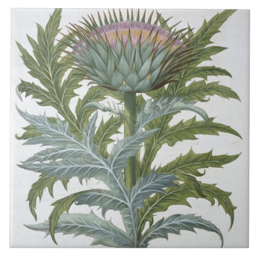 De Cardoon van de "Hortus Eystettensis" door Bas Tegeltje (Voorkant)