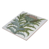 De Cardoon van de "Hortus Eystettensis" door Bas Tegeltje (Zijkant)