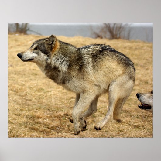 De Cartoon Wolf Shot Poster (Voorkant)