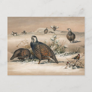 De Caspian Snow-Partridge van Joseph Wolf Briefkaart
