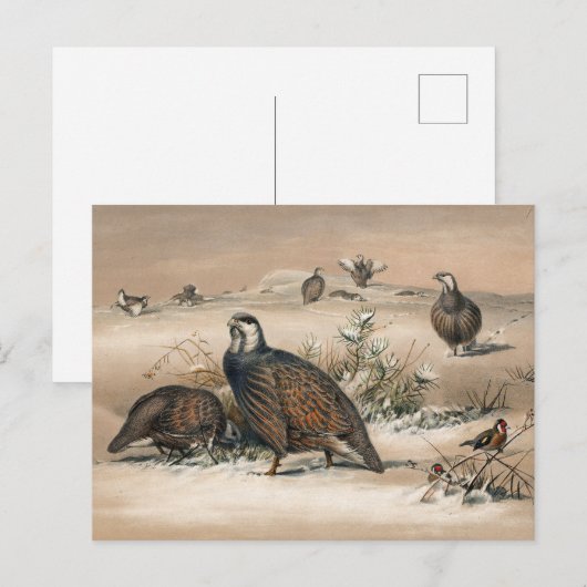 De Caspian Snow-Partridge van Joseph Wolf Briefkaart (Voorkant / Achterkant)