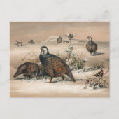 De Caspian Snow-Partridge van Joseph Wolf Briefkaart (Voorkant)