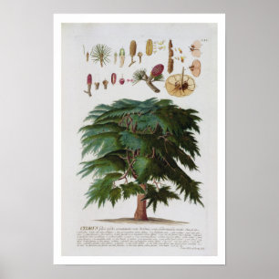 De Cedar, gegraveerd door Johann Jakob Haid (1704- Poster