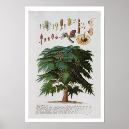 De Cedar, gegraveerd door Johann Jakob Haid (1704- Poster (Voorkant)