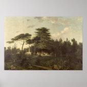 De Cedar van Libanon in de Jardin des Plantes Poster (Voorkant)