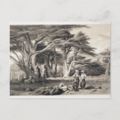De Cedars van Libanon, gegraveerd door Freeman (se Briefkaart (Voorkant)