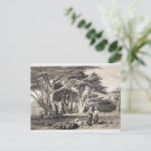 De Cedars van Libanon, gegraveerd door Freeman (se Briefkaart (Staand voorkant)