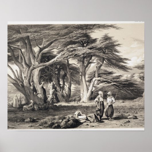 De Cedars van Libanon, gegraveerd door Freeman (se Poster (Voorkant)