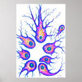 De cellen van het Sepia-kraakbeen Poster (Voorkant)