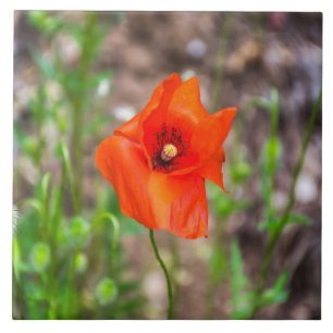 De ceramiektegel van de papaver tegeltje