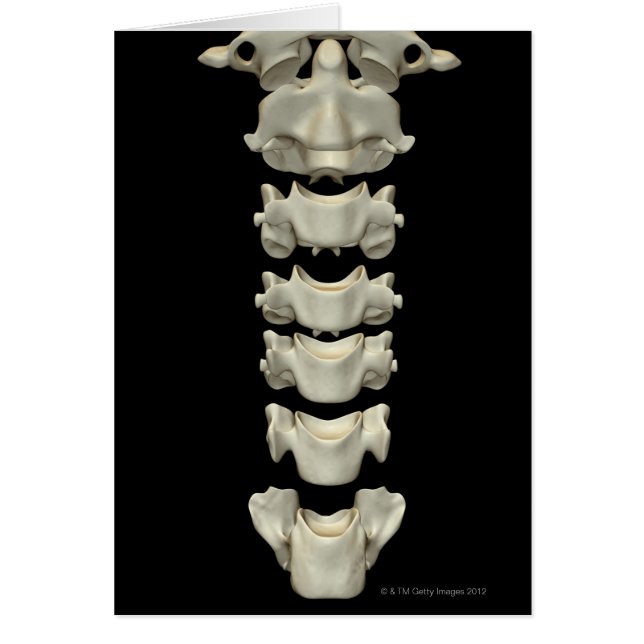 De cervicale wervels 7 (Voorkant)