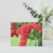 De Chaconia, de Nationale Bloem Briefkaart (Staand voorkant)