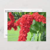 De Chaconia, de Nationale Bloem Briefkaart (Voorkant / Achterkant)