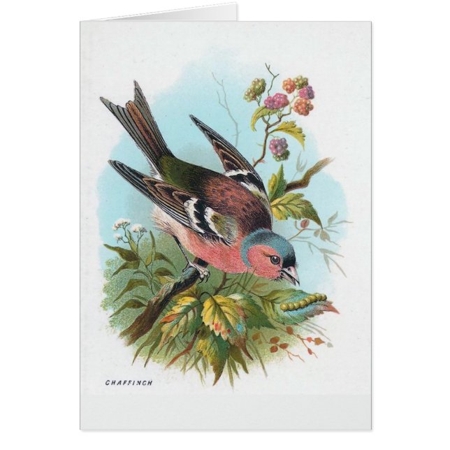 De Chaffinch (Voorkant)