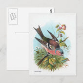 De Chaffinch Briefkaart (Voorkant / Achterkant)