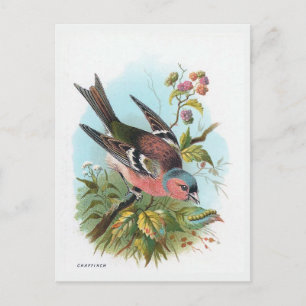 De Chaffinch Briefkaart