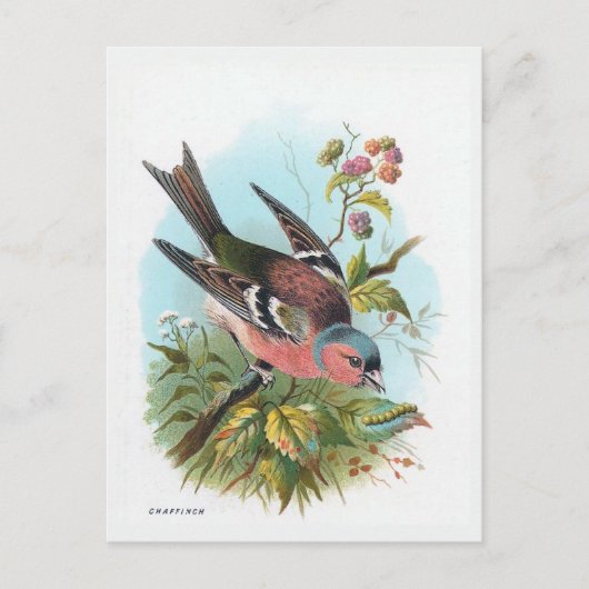 De Chaffinch Briefkaart (Voorkant)