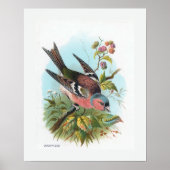 De Chaffinch Poster (Voorkant)