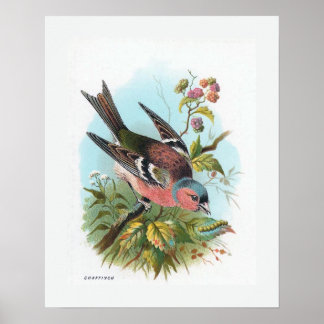 De Chaffinch Poster