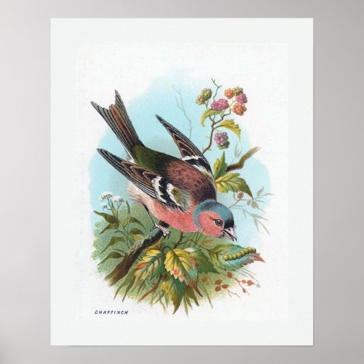 De Chaffinch Poster (Voorkant)