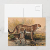 De Cheetah van Joseph Wolf Briefkaart (Voorkant / Achterkant)