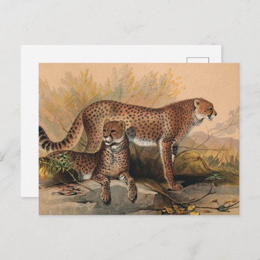 De Cheetah van Joseph Wolf Briefkaart (Voorkant / Achterkant)