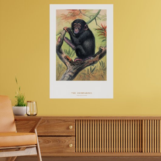 De chimpansee, Dierkundige schetsen, Poster (Woonkamer 2)
