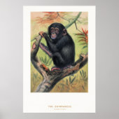De chimpansee, Dierkundige schetsen, Poster (Voorkant)
