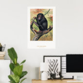 De chimpansee, Dierkundige schetsen, Poster (Thuiskantoor)