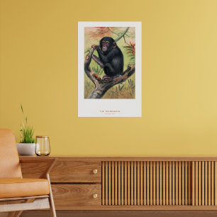 De chimpansee, Dierkundige schetsen, Poster