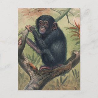 De Chimpansee van Joseph Wolf Briefkaart