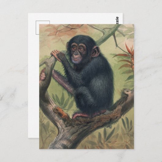De Chimpansee van Joseph Wolf Briefkaart (Voorkant / Achterkant)