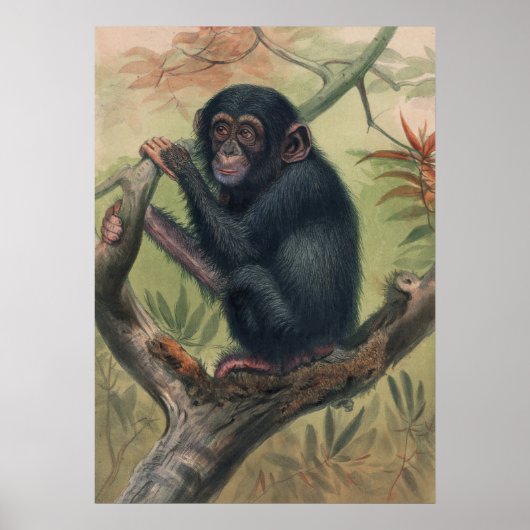 De Chimpansee van Joseph Wolf Poster (Voorkant)