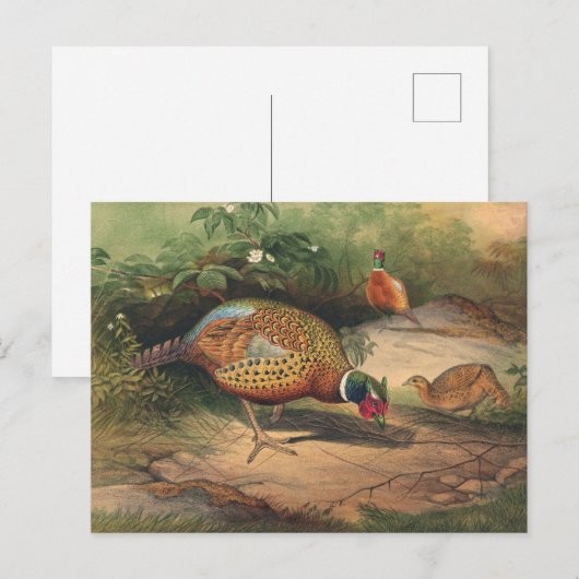 De Chinese fazant van Joseph Wolf Briefkaart (Voorkant / Achterkant)