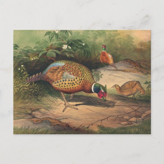 De Chinese fazant van Joseph Wolf Briefkaart (Voorkant)