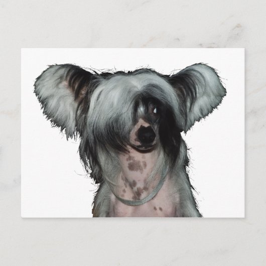 De Chinese kuifhond Briefkaart (Voorkant)