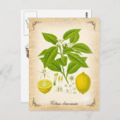 De citroen -  illustratie briefkaart (Voorkant / Achterkant)