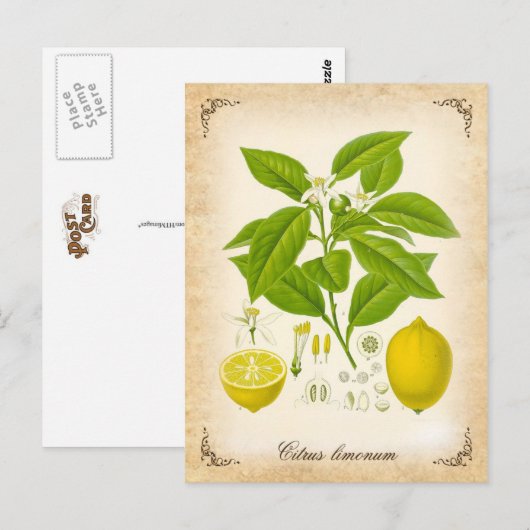 De citroen -  illustratie briefkaart (Voorkant / Achterkant)
