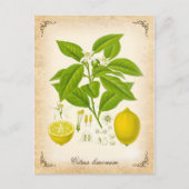 De citroen -  illustratie briefkaart (Voorkant)