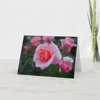 De citrusvrucht plaagt kaart